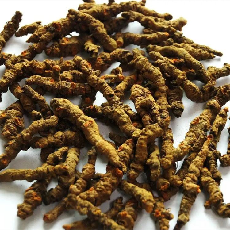 Berberine Amelyore Sentòm Anksyete Pa Regle Microbiota Zantray